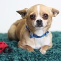 Kiss Critters: Roxy
