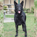 Kiss Critters: Athena