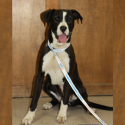 Kiss Critters: Maggie