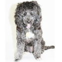 Kiss Critters: Abbie