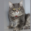 Kiss Critters: Greystone